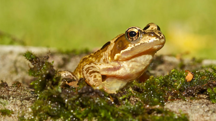Common frog close up