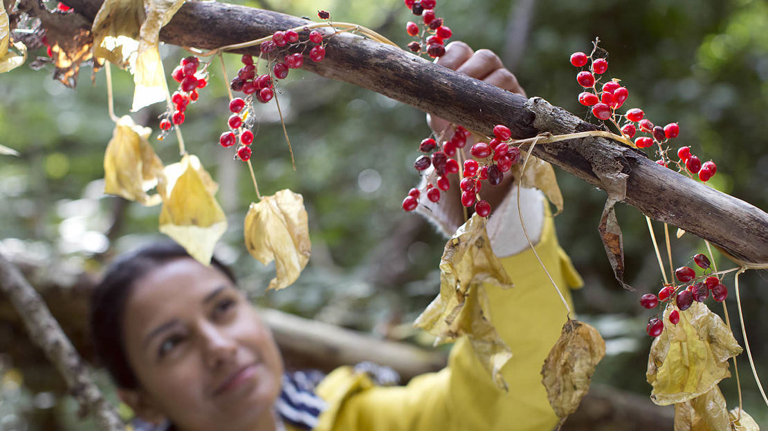 Identifying British trees