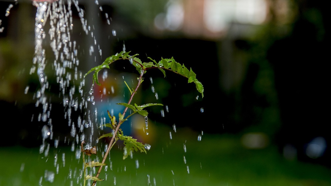 Sapling being watered with a watering can
