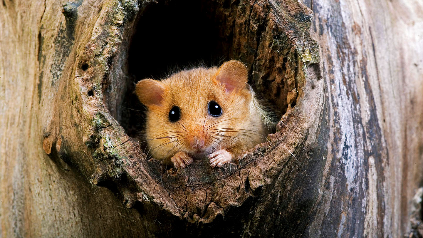 Mammals – British Animals - Woodland Trust