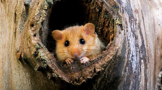 Hazel dormouse in hollow tree