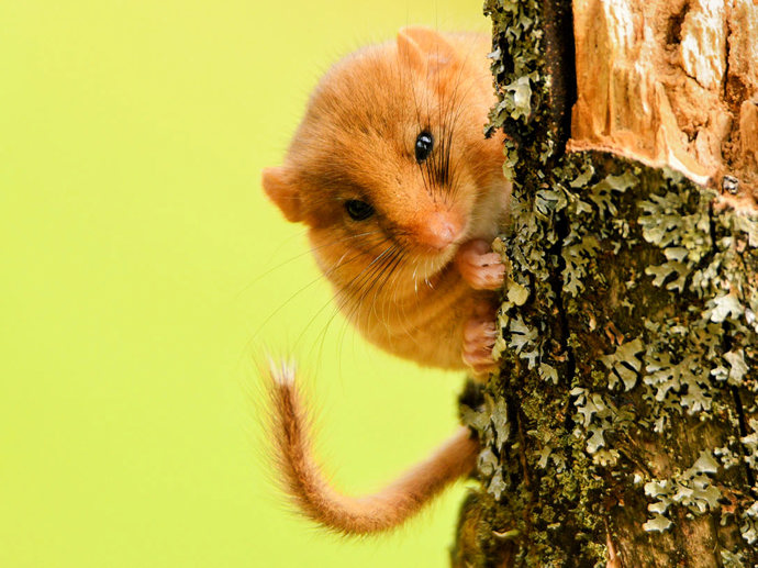 Umbraco.Cms.Infrastructure.PublishedCache.Property