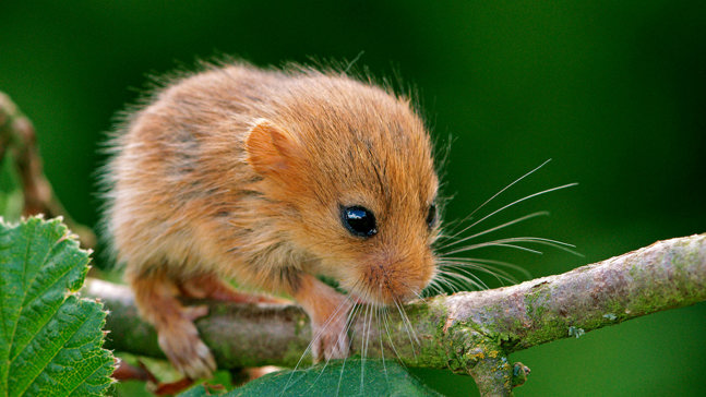 Hazel dormouse pup