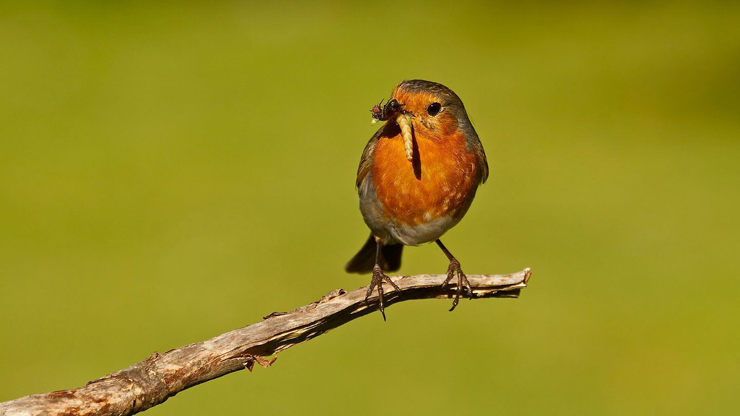 What Do Robins Eat