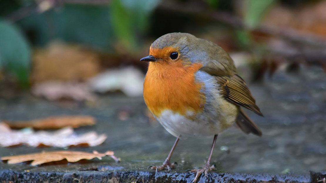Robin close up on ground