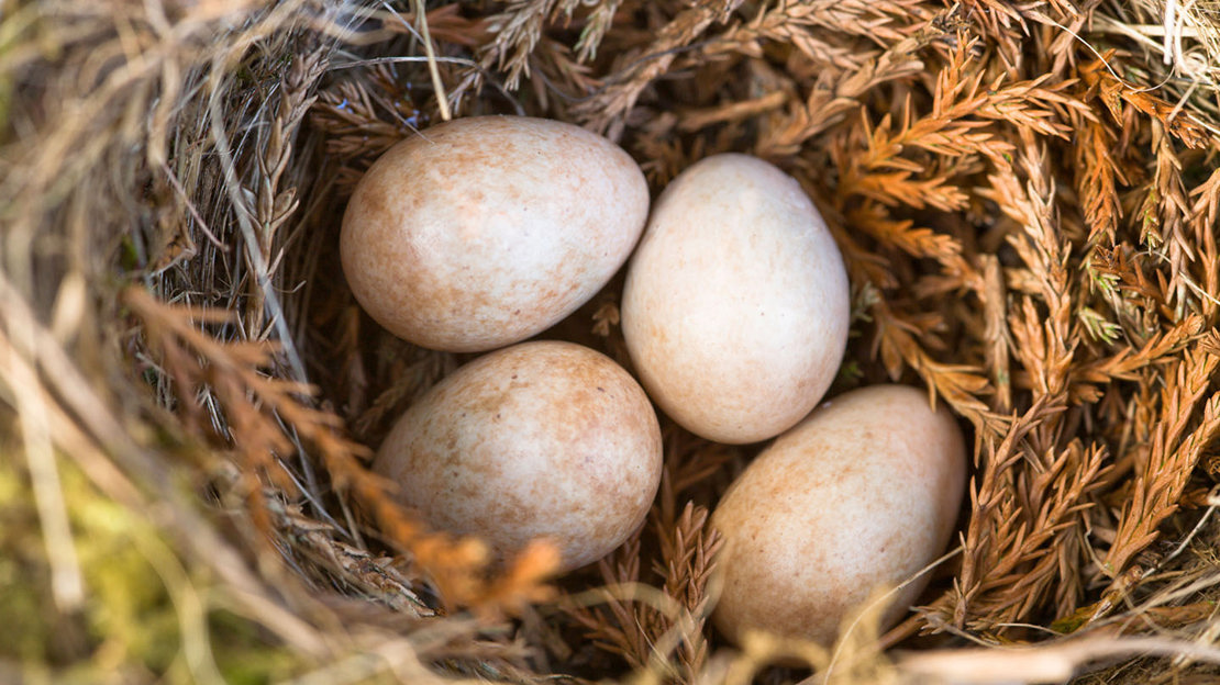 Robin eggs in nest close up