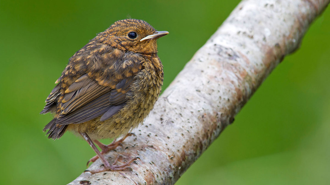 Robin juvenile close up
