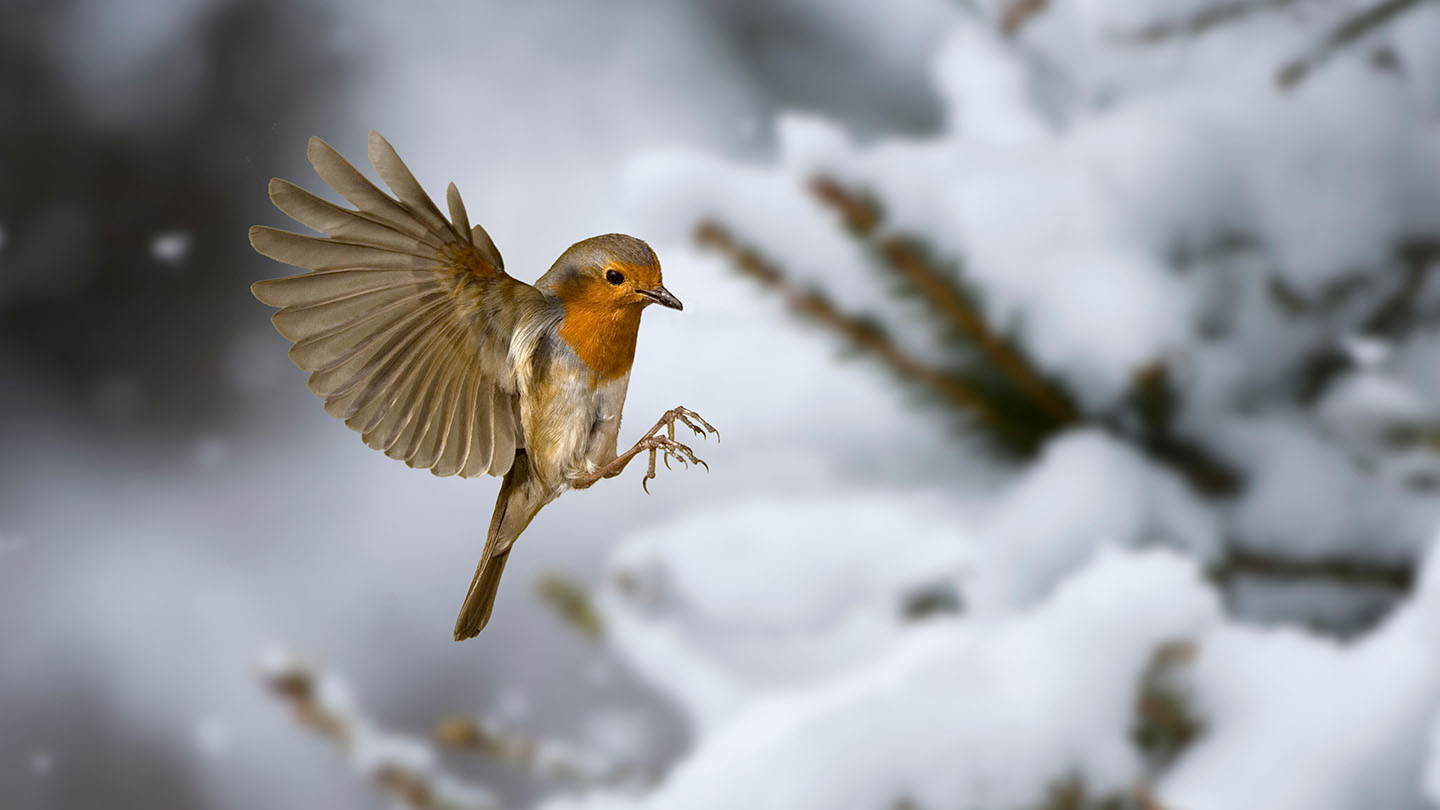 Robin (Erithacus rubecula) British Birds Woodland Trust