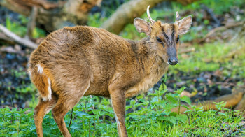 Muntjac deer on grass Muntjac deer on grass
