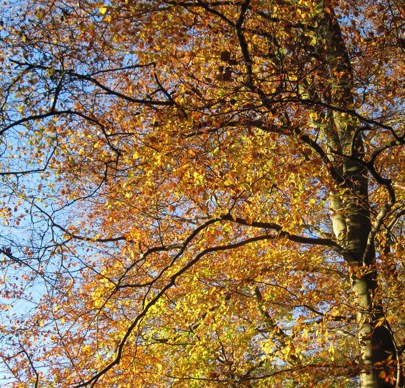 Gate Wood Woodland Trust