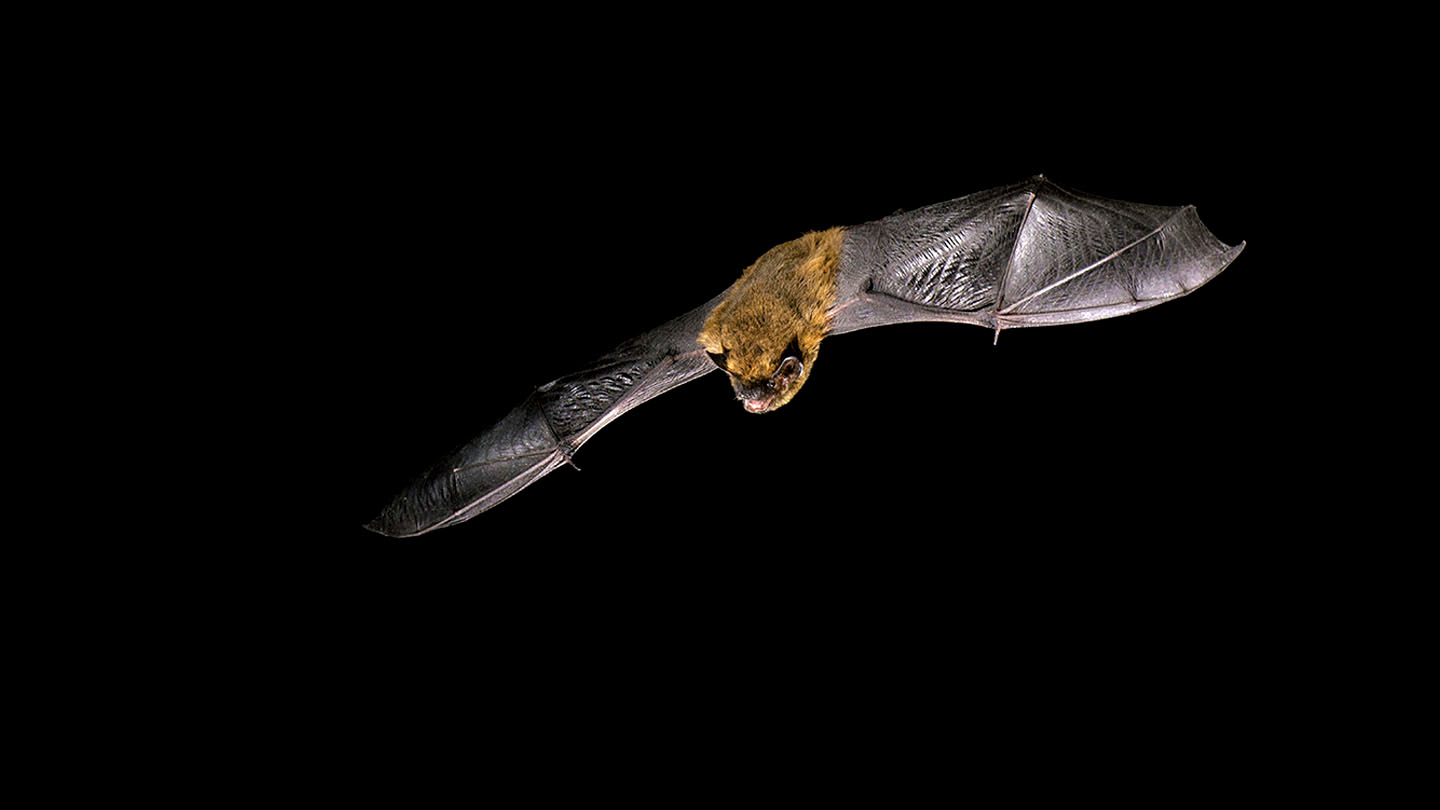 Common Pipistrelle (Pipistrellus pipistrellus) Woodland Trust