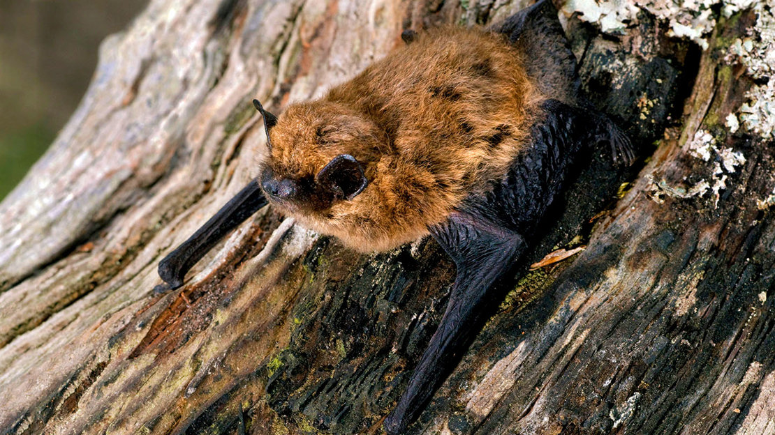 Common pipistrelle bat resting on tree trunk