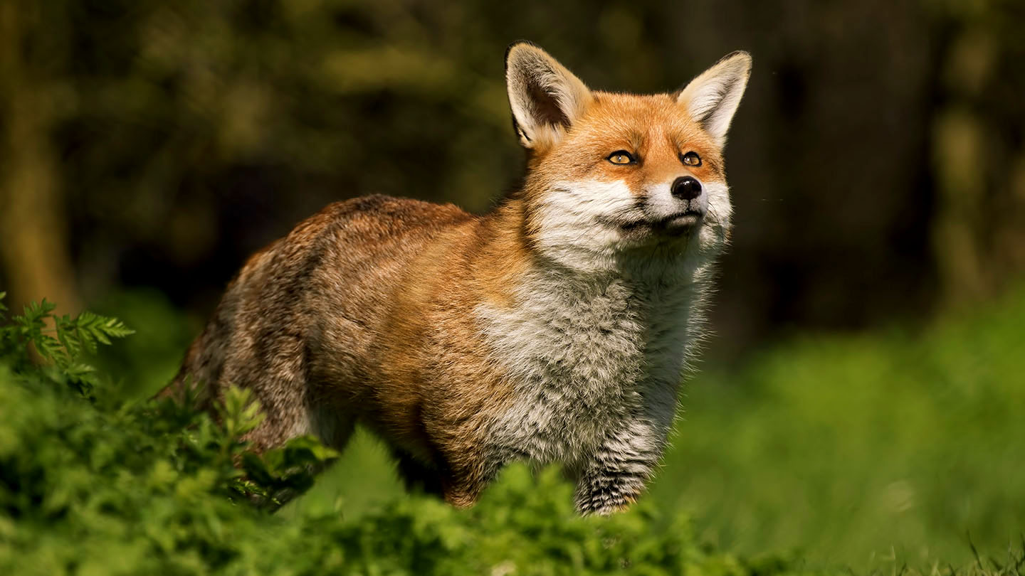 Fox (Vulpes vulpes) British Mammals Woodland Trust