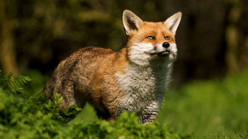Fox looking up at the sun