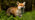 Fox looking up at the sun