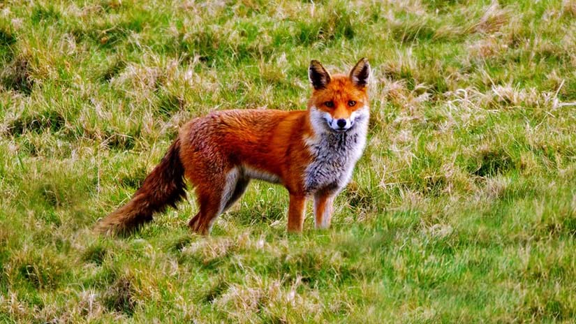 Fox (Vulpes vulpes) - British Mammals - Woodland Trust