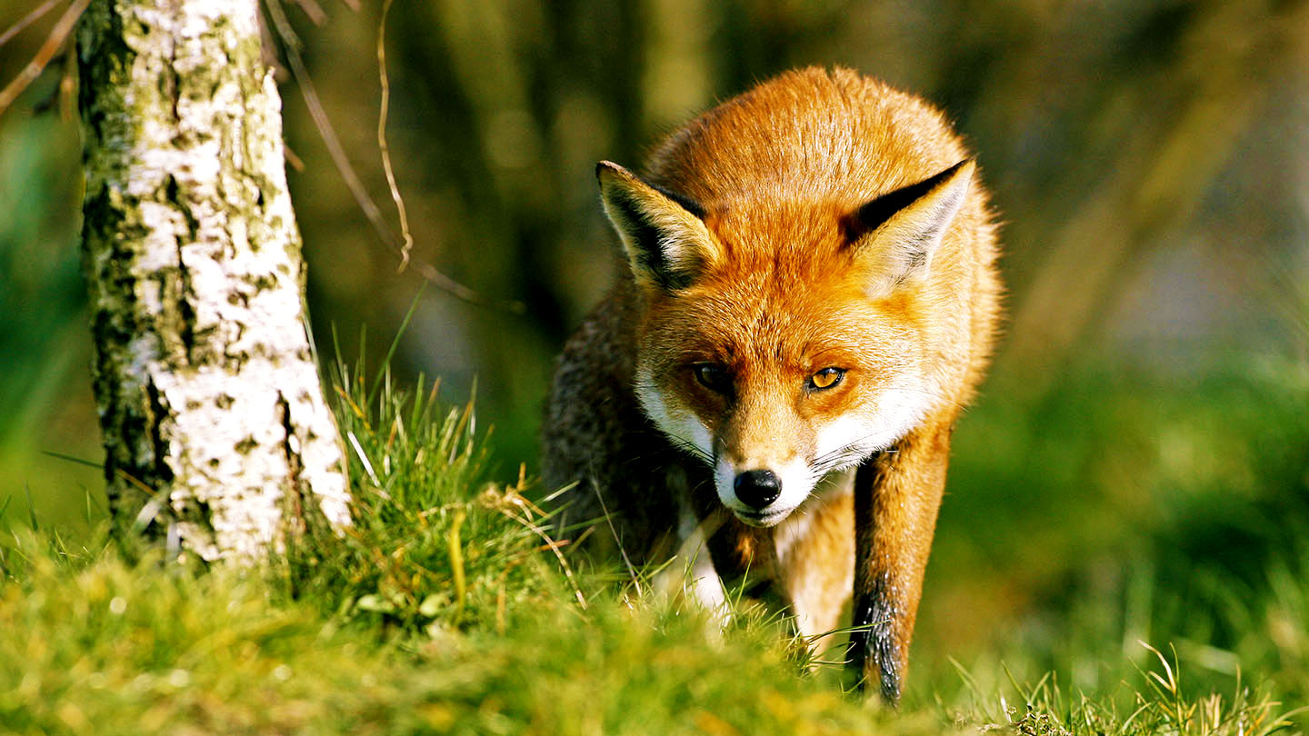 red fox habitat