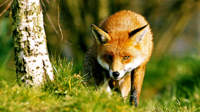 What Do Foxes Eat And More Fox Facts Woodland Trust What Do Foxes Eat And More Fox Facts Woodland Trust