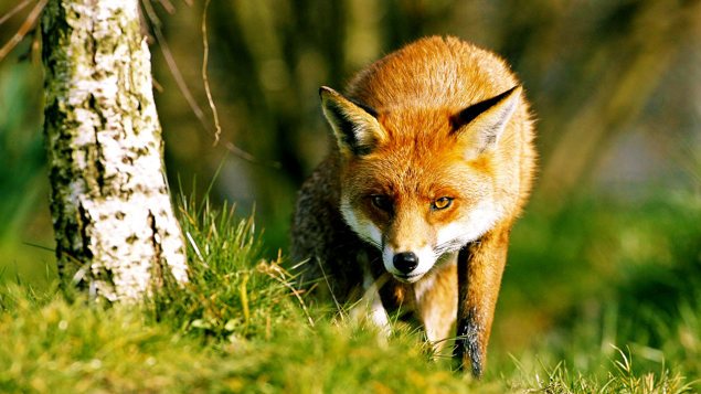 What Do Foxes Eat And More Fox Facts Woodland Trust