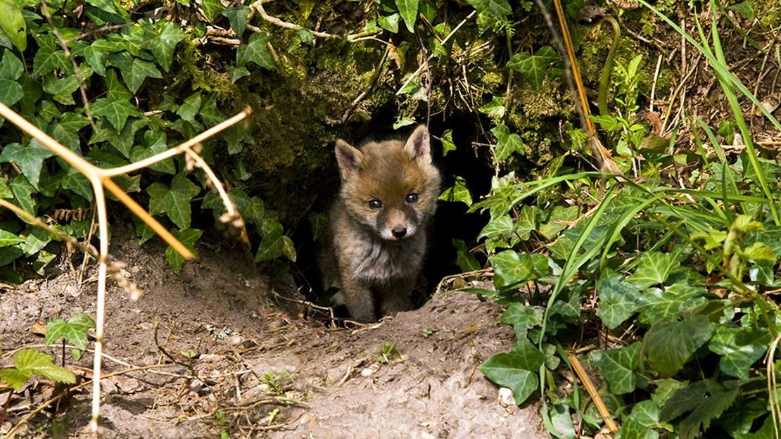 Cute fox cub looking out of den