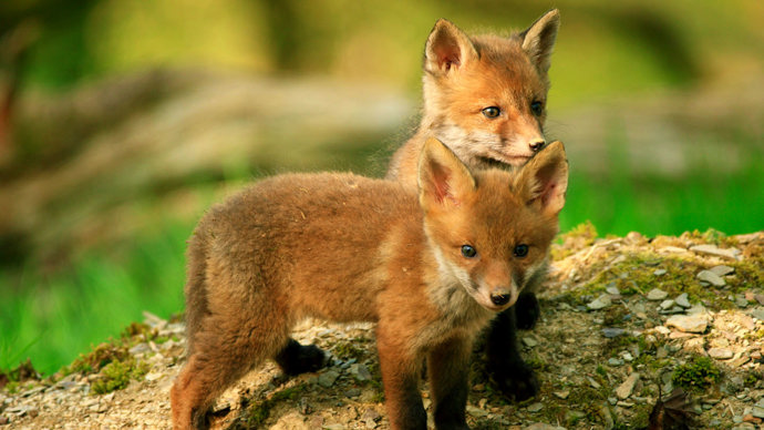 Fox cubs