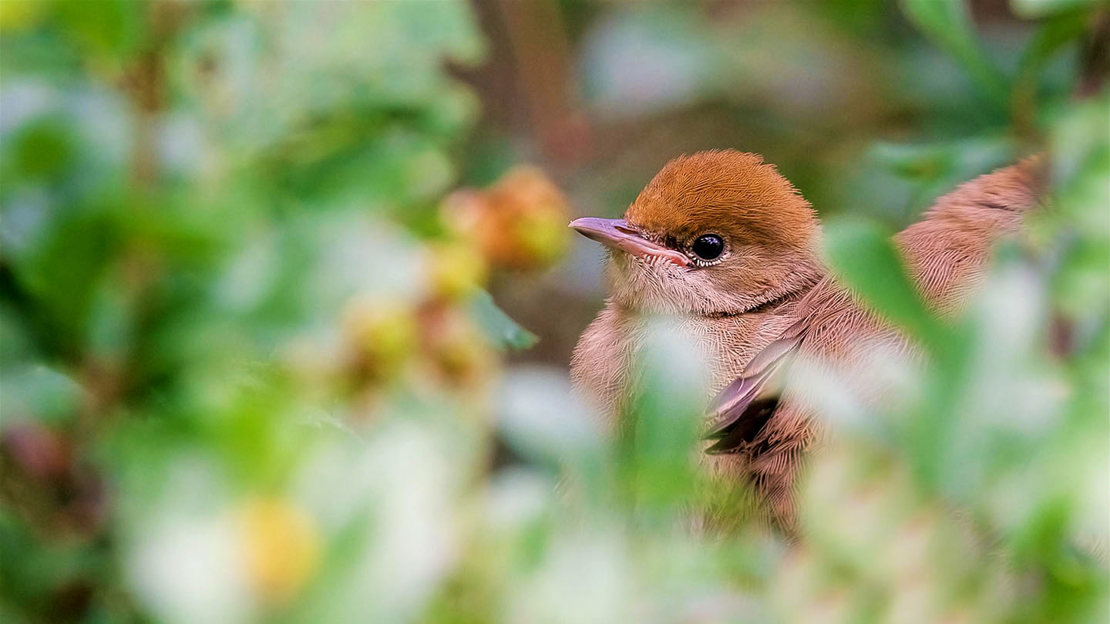 Blackcap fledglings hiding in the bushes
