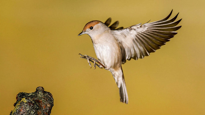 Blackcap in flight