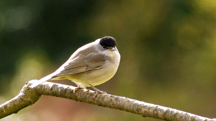 Male blackcap on branch