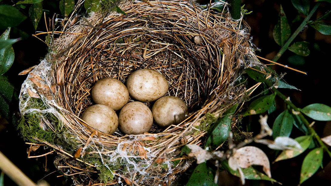 Blackcap nest with five eggs