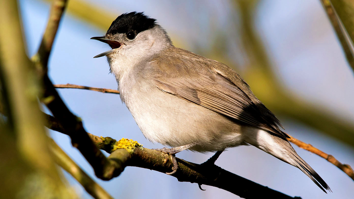 Blackcap (Sylvia atricapilla) British Birds Woodland Trust