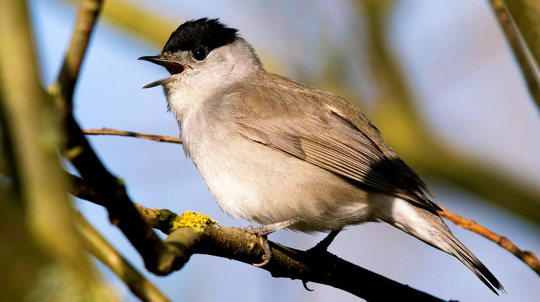 Blackcap in tree singing