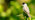 Blackcap with nut in beak