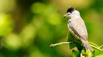 Blackcap with nut in beak Blackcap with nut in beak