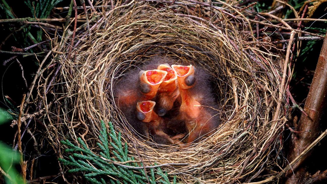 Bullfinch nest with four-day-old chicks
