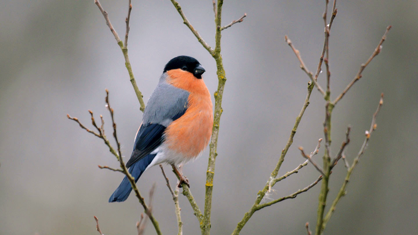 How to attract bullfinches to your garden - Woodland Trust