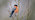 Bullfinch on branch