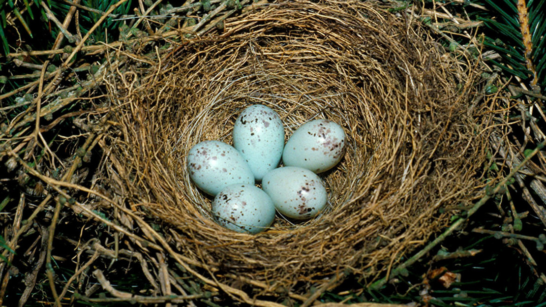 Bullfinch eggs in nest