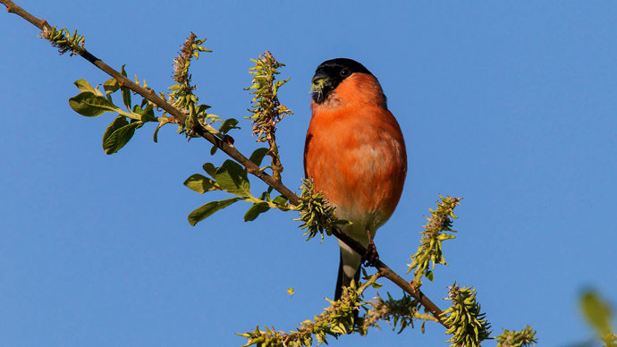 Bullfinch on branch feeding with blue sky in the background