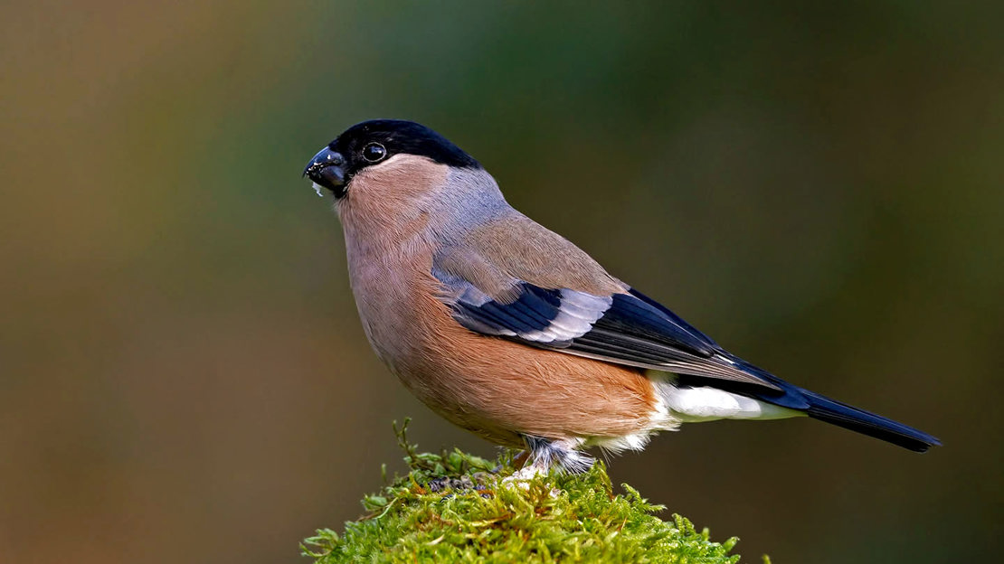 Female bullfinch perched on moss