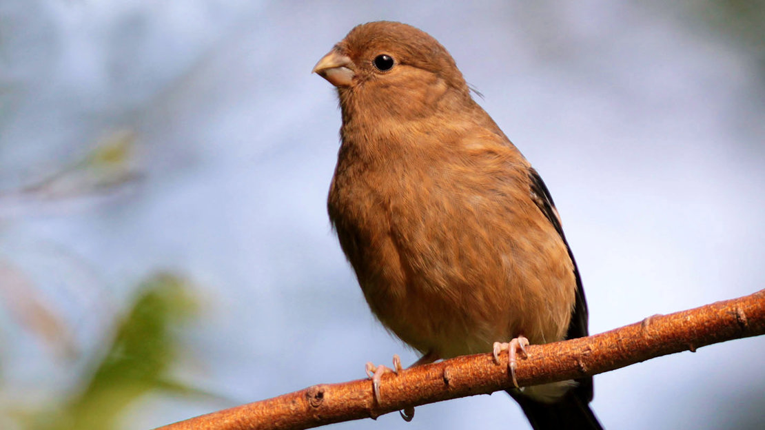 Bullfinch juvenile perched on branch