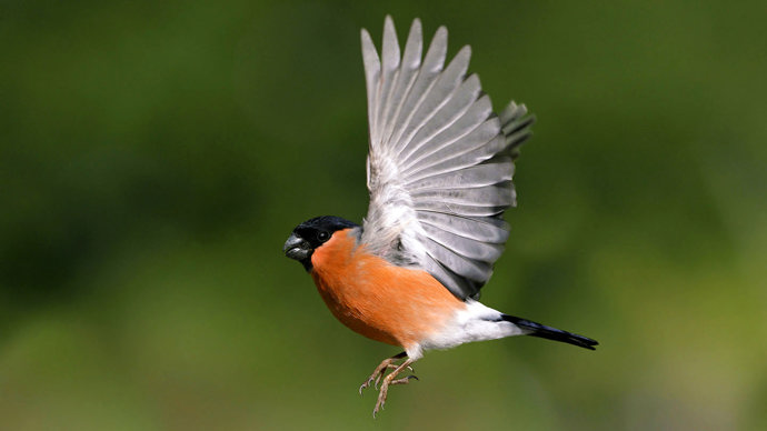 Bullfinch male in flight