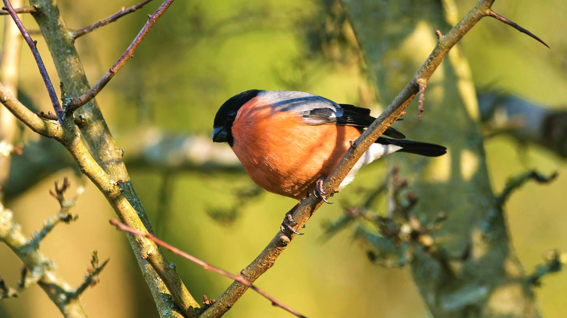 Male bullfinch on branch