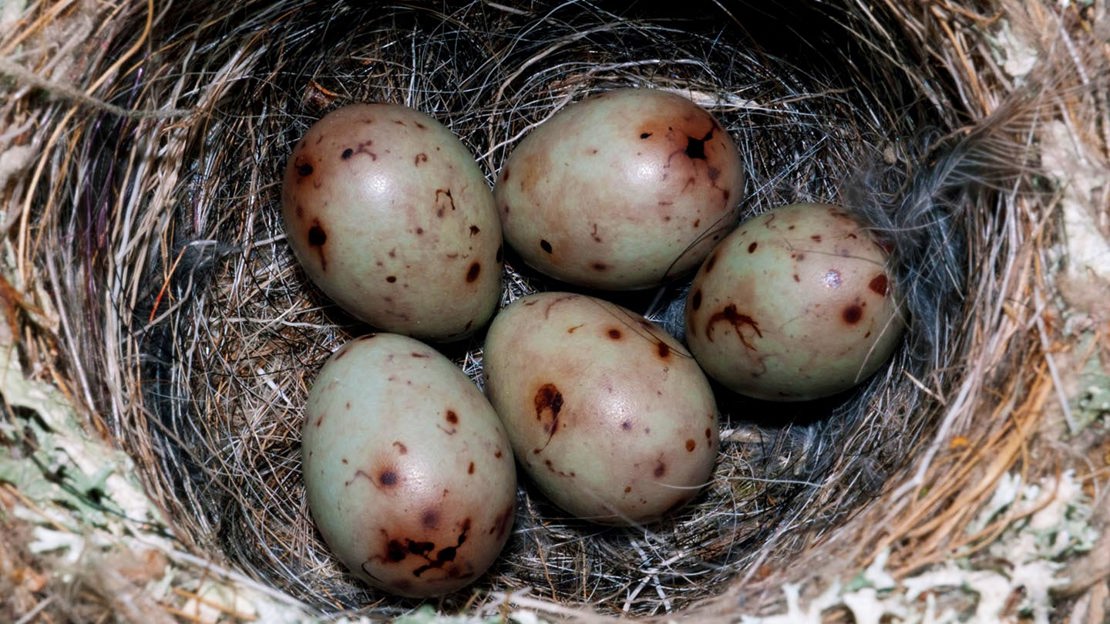 Close up of chaffinch nest with five eggs inside
