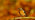Chaffinch perched on branch in autumn