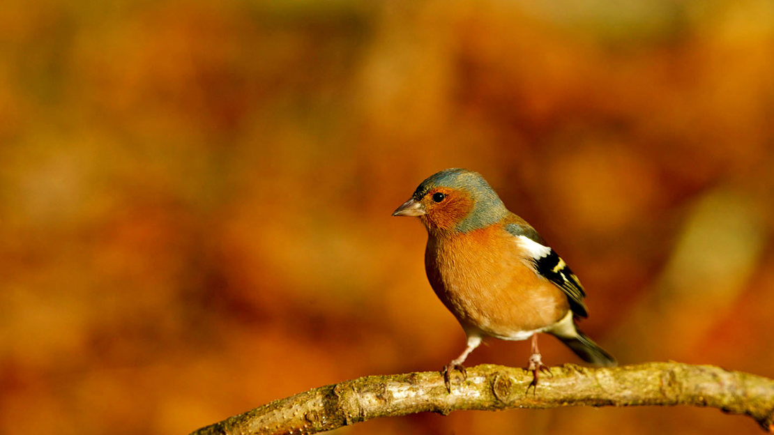 Chaffinch perched on branch in autumn
