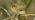 Chiffchaff singing on branch