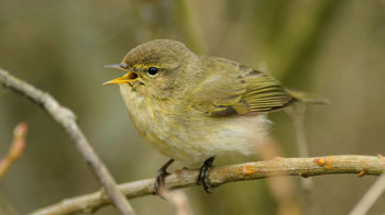 Chiffchaff singing on branch Chiffchaff singing on branch