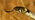 Grass snake close up head shot