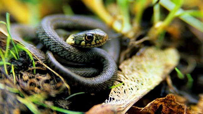 Grass Snake (Natrix helvetica) - Woodland Trust