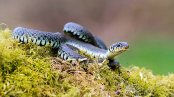 Grass snake on moss